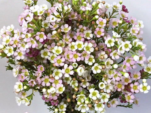 Chamelaucium 'Marshmallow Delight' 200mm