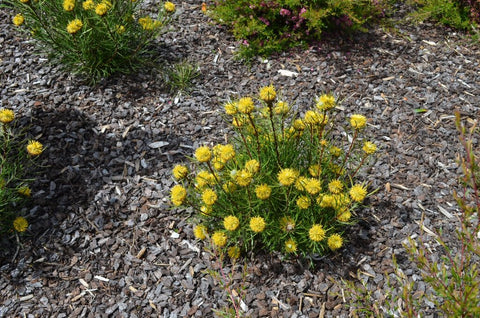 Isopogon 'Sunshine' 200mm