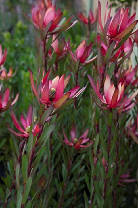 Leucadendron 'Jack harre' 140mm