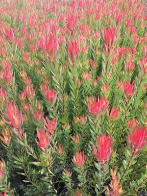 Leucadendron 'Jack harre' 140mm