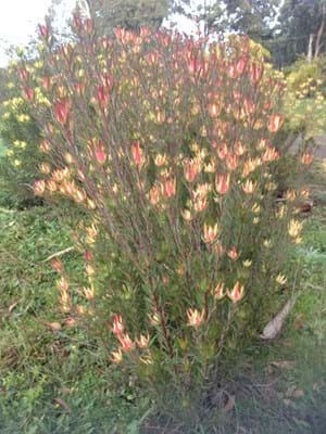 Leucadendron 'Jack harre' 140mm