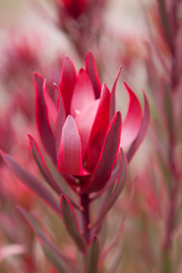 Leucadendron 'Jolly Joker' 140mm