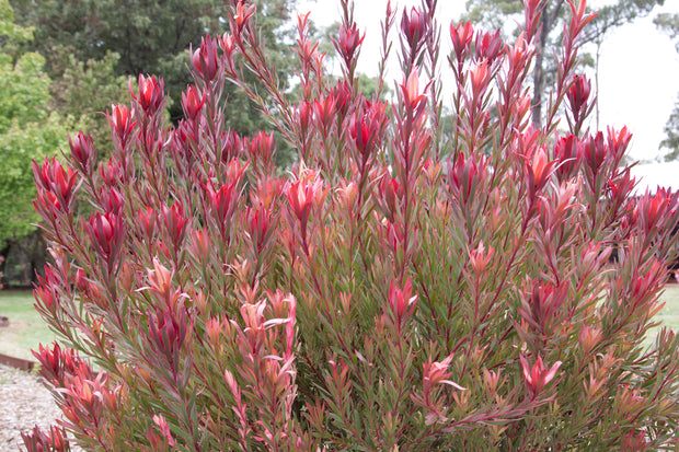 Leucadendron 'Jolly Joker' 140mm