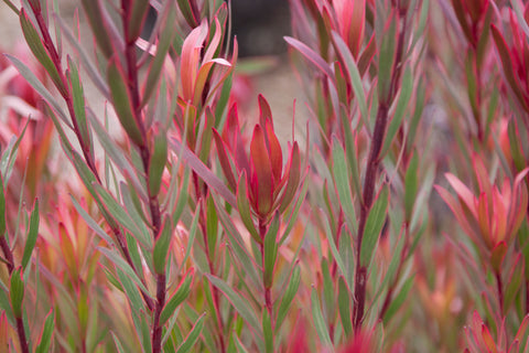 Leucadendron 'Jolly Joker' 140mm