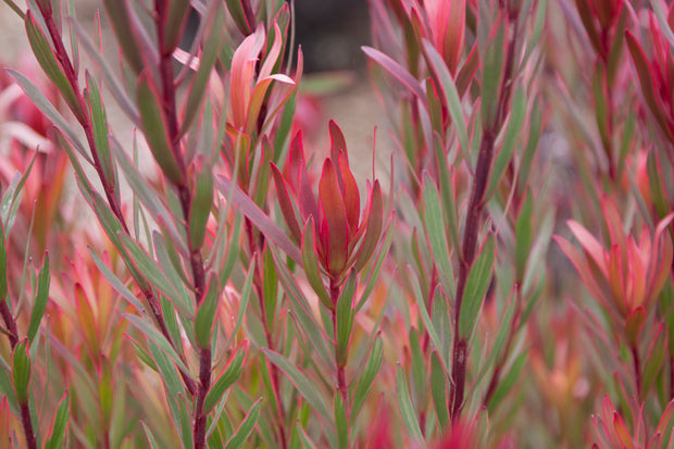 Leucadendron 'Jolly Joker' 140mm