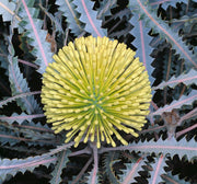 Banksia 'Candolleana' 140mm