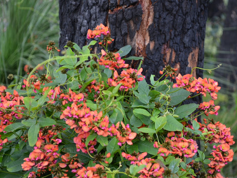 Kennedia coccinea 'Coral Vine' 140mm