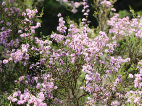 Kunzea parvifolia 140mm