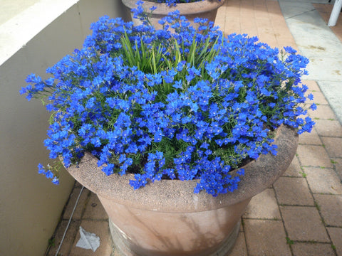 Lechenaultia 'midnight blue' 140mm