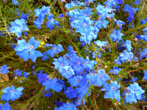 Lechenaultia "sky Blue' 140mm