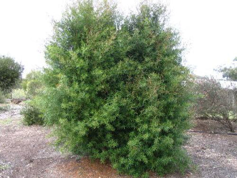 Leptospermum Petersonii 140mm