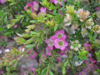 Leptospermum Lipstick 140 mm