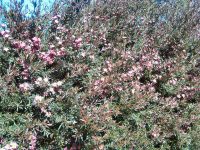 Leptospermum Rudolph 200mm