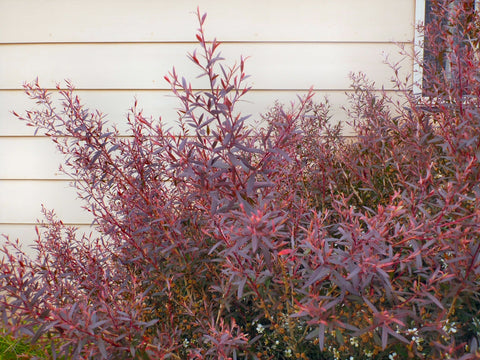 Leptospermum 'Burgundy' 200mm