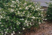 Leptospermum obovatum 'Lemon Bun' 200mm