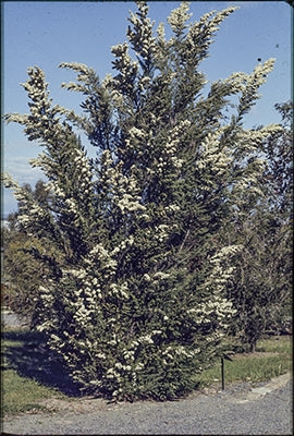 Leptospermum Lanigerum 300mm