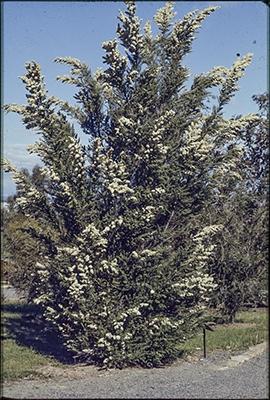 Leptospermum Lanigerum 140mm