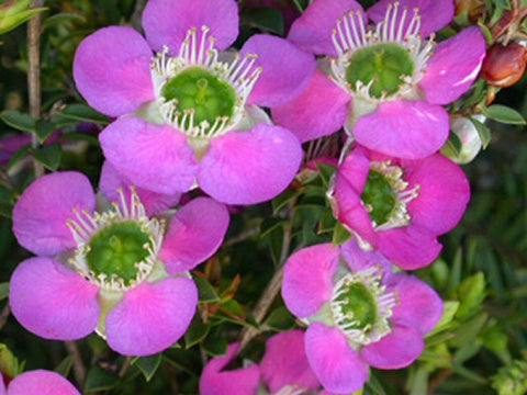 Leptospermum rhiannon 140mm