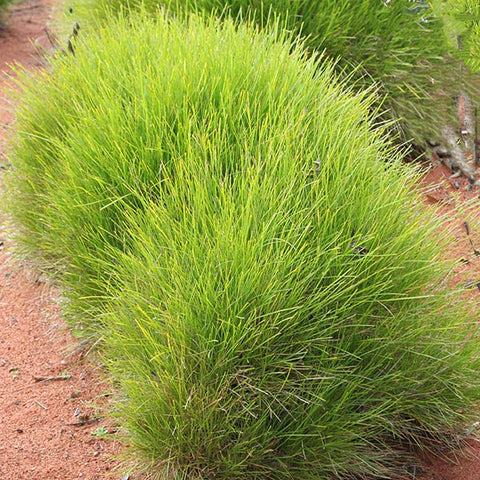 Lomandra Confertifolia 140mm