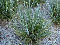Lomandra 'Blue Steel' 200mm