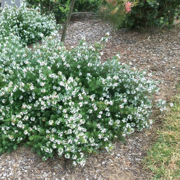 Westringia 'WES01' Low Horizon 140mm