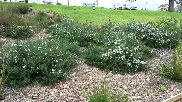 Westringia Bulli 'Coastal Creeper' 200mm