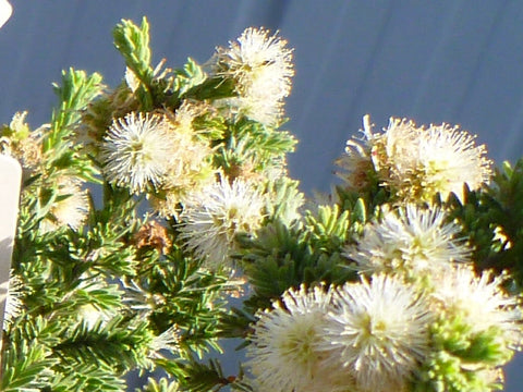 Melaleuca incana Seamist Tube