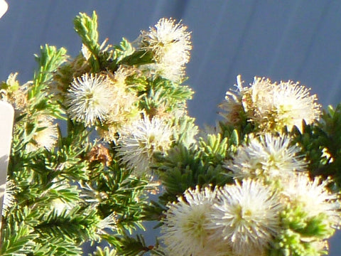 Melaleuca incana Seamist 200mm