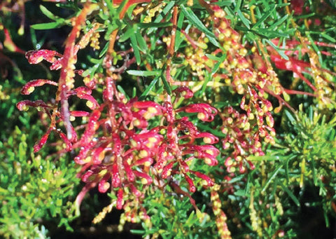 Grevillea thelemanniana Mini Marvel