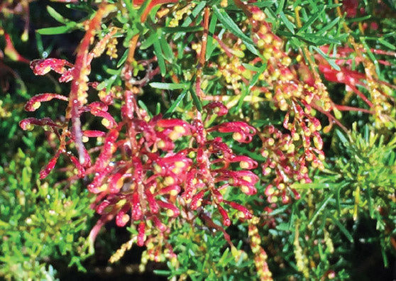 Grevillea thelemanniana Mini Marvel Tube