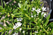 Myoporum Broad Leaf white 140mm