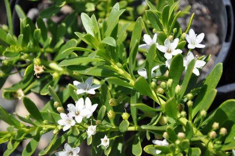 Myoporum Broad Leaf white 140mm