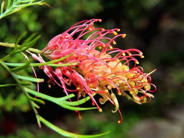 Grevillea 'Ned Kelly' 200mm