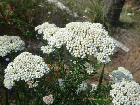 Ozothamnus diosmifolius 'Radiance' 200mm