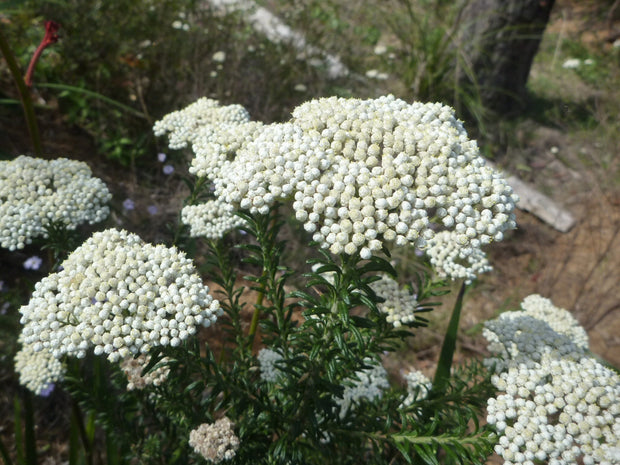 Ozothamnus diosmifolius 'Radiance' 140mm