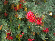 Grevillea 'Sea Spray' 140mm