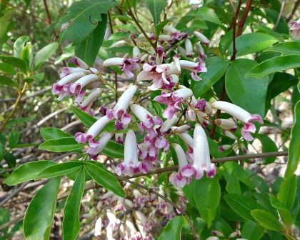 Pandorea 'Springbrook Belle' 140mm