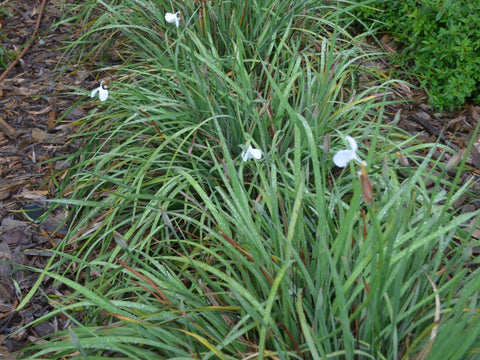 Patersonia occidentalis White 140mm