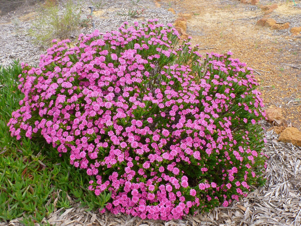Pimelea ferruginea 'Magenta Mist' 140mm