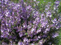 Prostanthera Sieberi 'Minty' 250mm