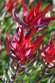 Leucadendron 'Red Devil' 140mm