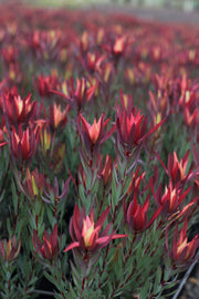 Leucadendron 'Red Devil' 140mm