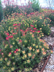 Leucadendron 'Red Devil' 140mm