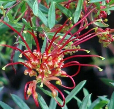 Grevillea 'Red Prolific' 250mm