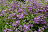 Scaevola 'Aussie Salute' 140mm