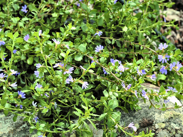 Scaevola 'Super Clusters' 140mm