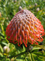 Leucospermum 'So Successful' 200mm