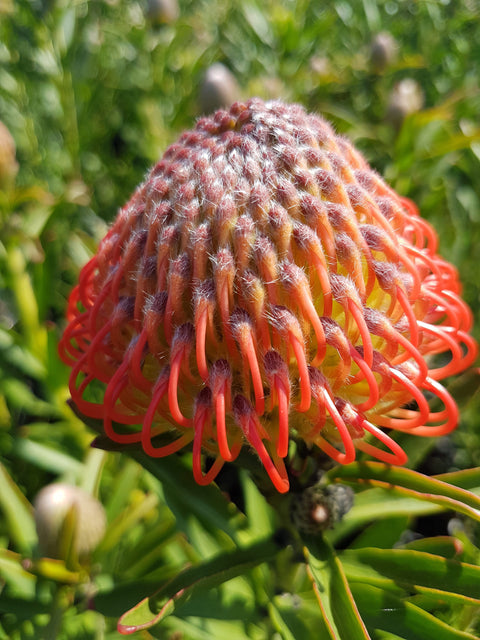 Leucospermum 'So Successful' 200mm