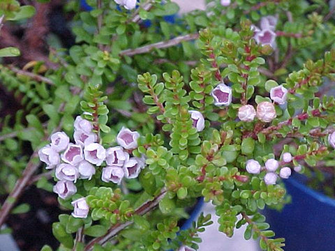 Thryptomene saxicola Compact 200mm