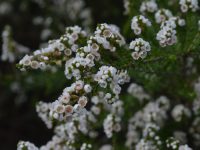 Thryptomene Saxicola 'SupaNova' 140mm